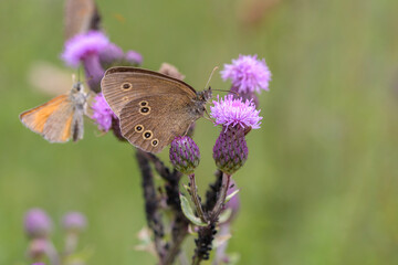 The ringlet - Aphantopus hyperantus on Cirsium arvense - creeping thistle