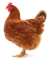 Brown hen isolated.
