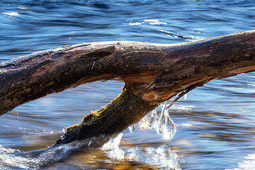 Fototapeta premium Icicles hang on a log lying in the water. The river flows very fast. Long exposure photo of water. Winter or spring landscape