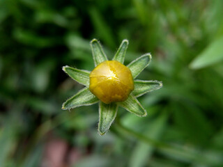sunflower buds