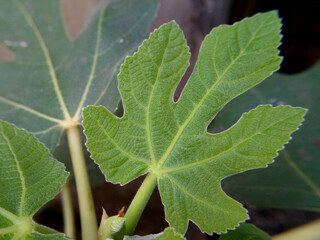 leaf on a black background