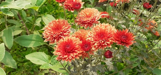 Burnt Orange Chrysanthemum Flowers Bloom on Green Leaves Background