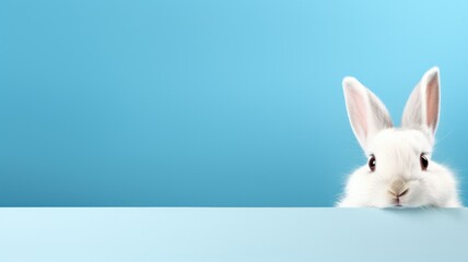 Obraz premium white easter bunny on blue background