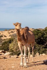 A dromedary between the bushes in Morocco
