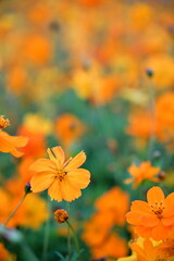 The image showcases a field of these vivid flowers in an autumn garden with selective focus, highlighting the intricate details of a single blossoming cosmos against the blurred backdrop of nature.