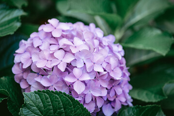 Purple hydrangea flower close-up 