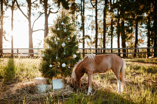 Real decorated Christmas tree outdoors in a rural paddock