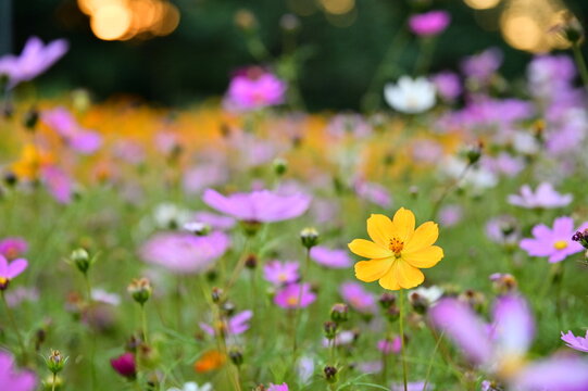 The image showcases a field of these vivid flowers in an autumn garden with selective focus, highlighting the intricate details of a single blossoming cosmos against the blurred backdrop of nature.