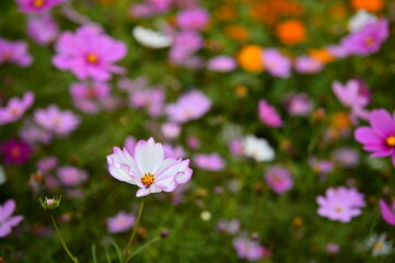 The image showcases a field of these vivid flowers in an autumn garden with selective focus, highlighting the intricate details of a single blossoming cosmos against the blurred backdrop of nature.