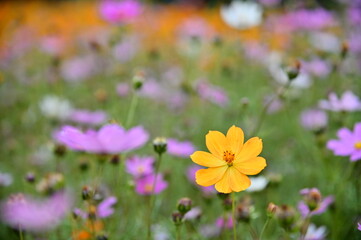 The image showcases a field of these vivid flowers in an autumn garden with selective focus, highlighting the intricate details of a single blossoming cosmos against the blurred backdrop of nature.