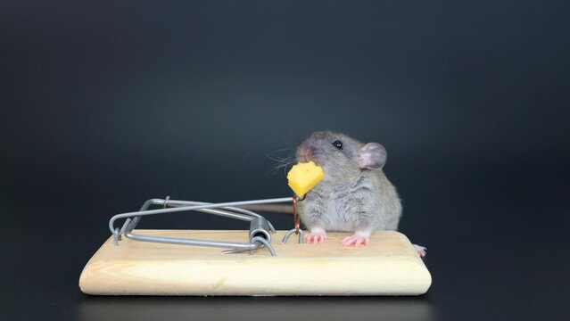 A brown agouti rat sits on a mousetrap. A rodent eats cheese. Isolated on a black background