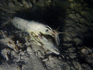 Crayfish in the lake of Biel, Switzerland - obrazy, fototapety, plakaty
