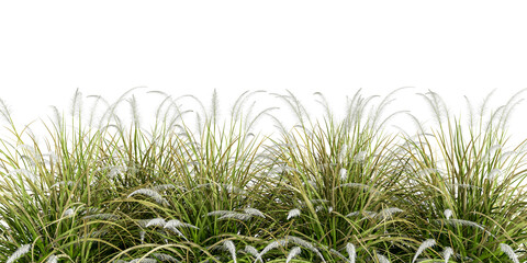 Reeds isolated on white background	