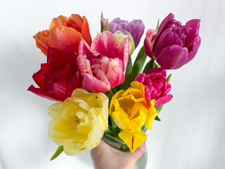 Beautiful bouquet of multicolored tulips spring flowers in vibrant pink, purple and yellow colors in female hand isolated on white close up, floral wallpaper background with spring tulips