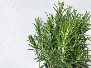 Green rosemary edible garden herb close up isolated on white