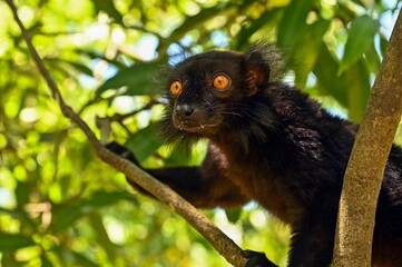 Black lemur - male sitting on the tree.