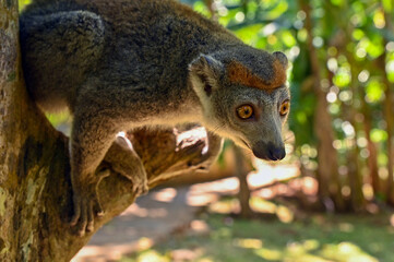 Crowned lemur, Madagascar nature