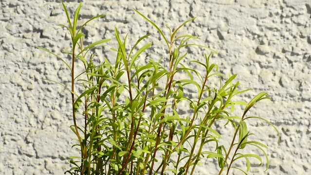 Tarragon, closeup of the green and fresh herb in spring, zoom in