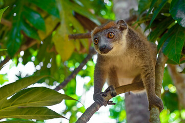 Crowned lemur, Madagascar nature