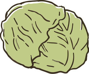 キャベツ