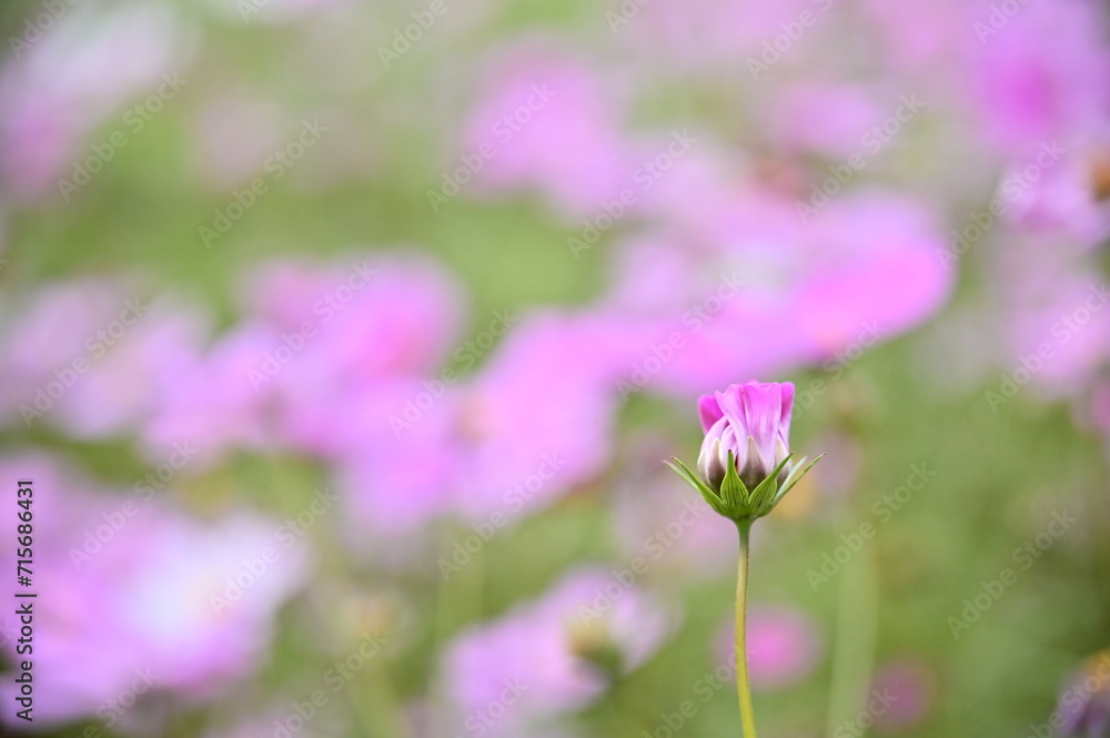 Wall mural the image showcases a field of these vivid flowers in an autumn garden with selective focus, highlig