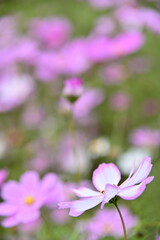 Fototapeta premium The image showcases a field of these vivid flowers in an autumn garden with selective focus, highlighting the intricate details of a single blossoming cosmos against the blurred backdrop of nature.