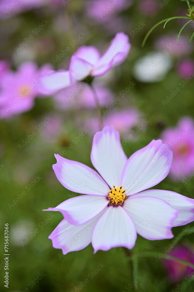Wall mural the image showcases a field of these vivid flowers in an autumn garden with selective focus, highlig