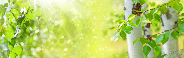 Bright birch branches in the sunlight. Fresh green spring background with young green leaves of...