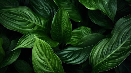 Green leaf texture on dark background. Close-up detail of indoor houseplant. Beauty house plant....