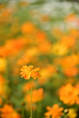 Obraz premium The image showcases a field of these vivid flowers in an autumn garden with selective focus, highlighting the intricate details of a single blossoming cosmos against the blurred backdrop of nature.