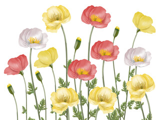Obraz premium ポピーの花（水彩画）