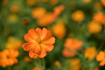 The image showcases a field of these vivid flowers in an autumn garden with selective focus, highlighting the intricate details of a single blossoming cosmos against the blurred backdrop of nature.