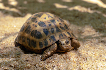The radiated tortoise, endemic turtle from south of Madagascar
