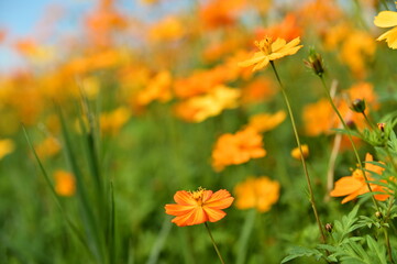 The image showcases a field of these vivid flowers in an autumn garden with selective focus, highlighting the intricate details of a single blossoming cosmos against the blurred backdrop of nature.