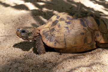 Obraz premium The radiated tortoise, endemic turtle from south of Madagascar