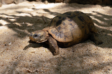 The radiated tortoise, endemic turtle from south of Madagascar