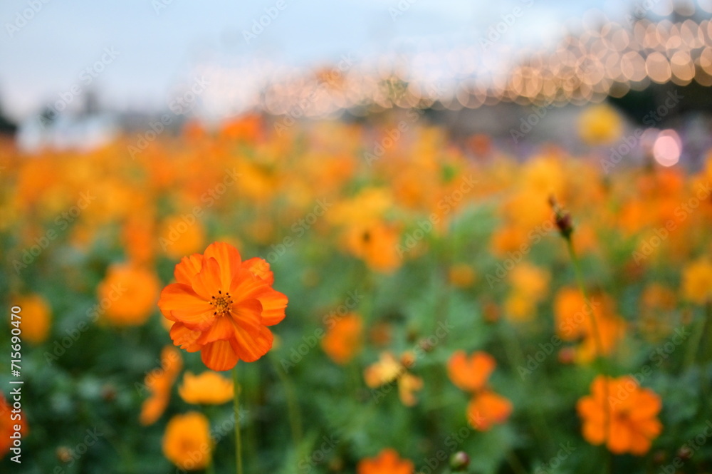 Wall mural the image showcases a field of these vivid flowers in an autumn garden with selective focus, highlig