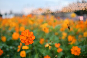The image showcases a field of these vivid flowers in an autumn garden with selective focus, highlighting the intricate details of a single blossoming cosmos against the blurred backdrop of nature.
