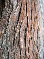 Old Tree in Nara, Japan