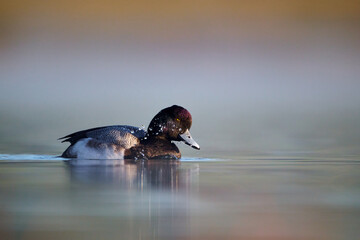 Lesser Scaup, Aythya affinis, diving duck on the pond in the Old Settlers Park, Round Rock, TX during the winter on a foggy morning.