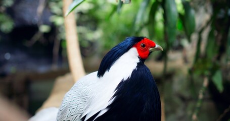 Silver Pheasant exotic bird in close-up captivates with its beautiful plumage Silver Pheasant symbol of wild nature's magic. In every feather Silver Pheasant showcases nature's artistry.