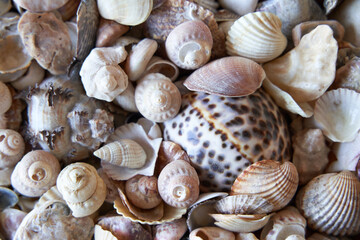 Coastal wallpaper of sea shells
