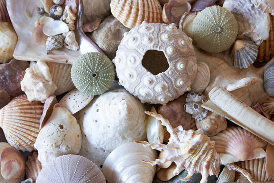 Coastal wallpaper of ocean shells