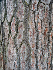 Old Tree in Nara, Japan