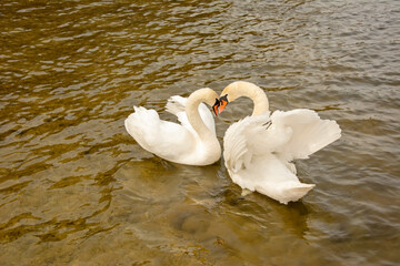 Two white swans in shallow lake water.