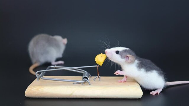 A little husky rat sits on a mousetrap. A rodent eats cheese. A gray mouse sits behind a trap on a black background