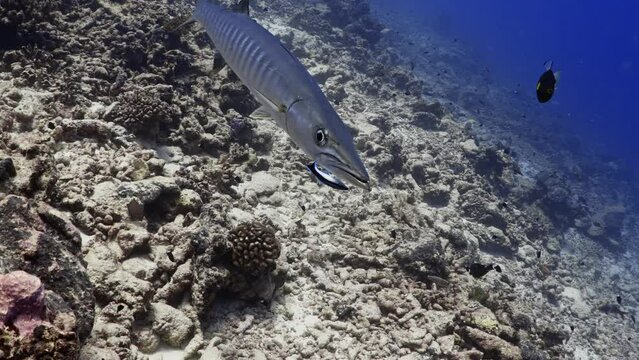 Incredible underwater life have been filmed in the French Polynesia (Tahiti), at the pass of Tiputa in the atoll of Rangiroa, Shoal of Barracuda in the Blue