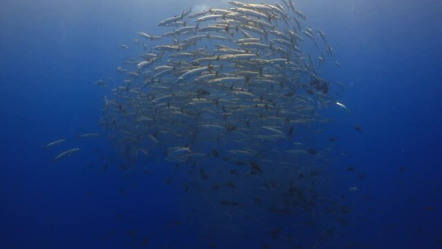 Incredible underwater life have been filmed in the French Polynesia (Tahiti), at the pass of Tiputa in the atoll of Rangiroa, Shoal of Barracuda in the Blue