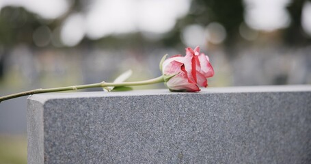 Funeral, cemetery and hands with rose on tombstone for remembrance, ceremony and memorial service....