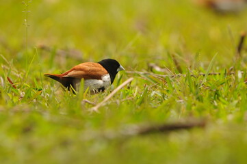 european robin in the grass
